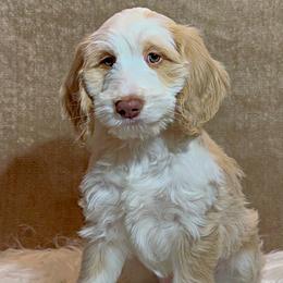 Donner - Caramel ice female Australian Labradoodle puppy in Harrisonville, Missouri from Blessed Day Doodles