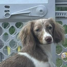 Lemons - Dachshund