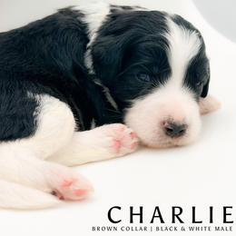Charlie - male Australian Mountain Doodle puppy in Tipton, Indiana from Country Creek Doodles