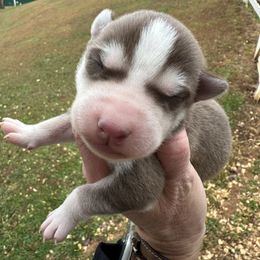 Colt - Red and white male Siberian Husky puppy in Burnsville, North Carolina from Peterson Puppies