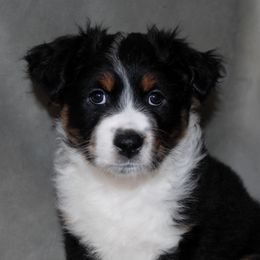 Miniature Australian Shepherd Puppies from Aussie Amor