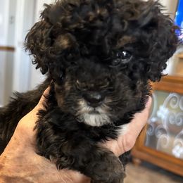 Dixie - Black female Bernedoodle puppy in Mesa, Arizona from R & J Doodles