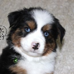 Kip Boy - Black tri Miniature Australian Shepherd puppy in Missouri from James Valley Aussies
