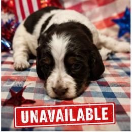 Girl 4 - Liver white and tan female English Springer Spaniel puppy in Socorro, New Mexico from Huntin' Buddies
