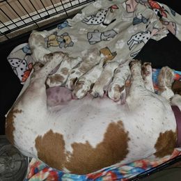 Basset Hound Puppies from Hilliards Basset Hound Buddies