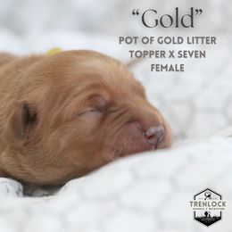 Gold - Dark golden Golden Retriever puppy in Fond Du Lac, Wisconsin from Trenlock Kennels & Retrievers