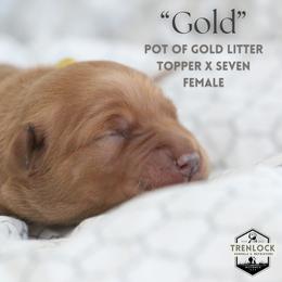 Gold - Dark golden Golden Retriever puppy in Fond Du Lac, Wisconsin from Trenlock Kennels & Retrievers
