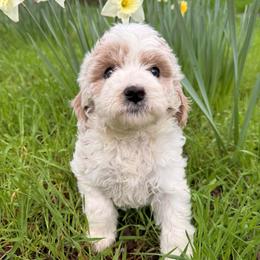 Cooper - Apricot male Cavapoo puppy in Redding, California from O’Hara  Doodles