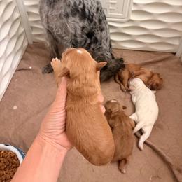 Rex - Red  male Goldendoodle puppy in Point, Texas from Tiny Paws Goldendoodles