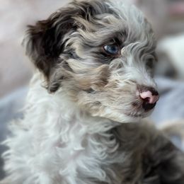 Aussiedoodle Puppies from Plum Farm Aussiedoodles