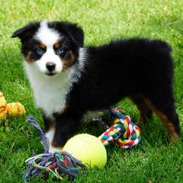 Girl 1 - Black tri female Miniature Australian Shepherd puppy in Lawton, Oklahoma from Lindsey’s Aussies
