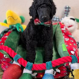 Turkey - Black male Poodle puppy in Nederland, Texas from Lingo Standard Poodles