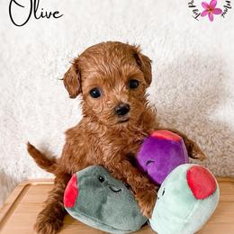Olive - Red male Maltipoo puppy in Kula, Hawaii from Toy Poodle & Maltipoo Maui