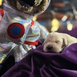 Andromeda- (purple) - Golden female Golden Retriever puppy in Gainesville, Florida from Heart and Soul Dog Breeding, Inc.
