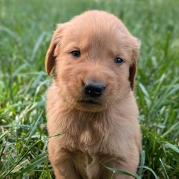 Blue - Dark golden male Golden Retriever puppy in Midland, North Carolina from Alger Farm, LLC