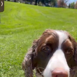 Tilly - Liver and white female English Springer Spaniel puppy in Scio, Oregon from Starlet Springers