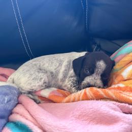 Ciabatta (orange) - Liver roan female German Shorthaired Pointer puppy in Marshfield, Missouri from Suma Kennels