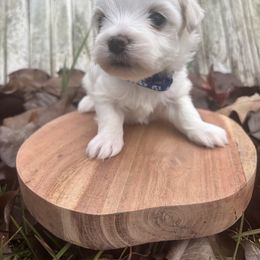 Jack Frost - White male Maltese puppy in Raleigh, North Carolina from Loveable Litters