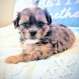 Shih Tzu, Shorkie, Yorkipoo, and Yorkshire Terrier Puppies from Little Rascal Ranch