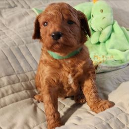 Green collar boy - Apricot male Goldendoodle puppy in Los Molinos Ca, California from Sunshine Sanctuary Doodles