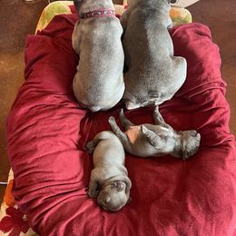 "Family Meeting" French Bulldog Puppies from Red Barn Farm of the Ozarks