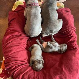 "Family Meeting" French Bulldog Puppies from Red Barn Farm of the Ozarks