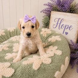 Hope - Cream female Goldendoodle puppy in Portland, Tennessee from Happy_Tails_by_TJ