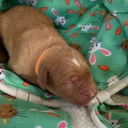 Golden Retriever Puppies from Golden On The Hill