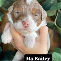Ma Bailey - Merle female Bernedoodle puppy in Superior, Arizona from Mountain Bridge Doodles