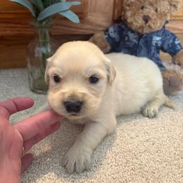 Arnie - Light golden male Golden Retriever puppy in Grant County, Indiana from On The Sunny Side Pavey Farms