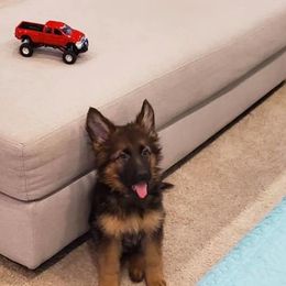 German Shepherd Puppies from Sisco Haus German Shepherds