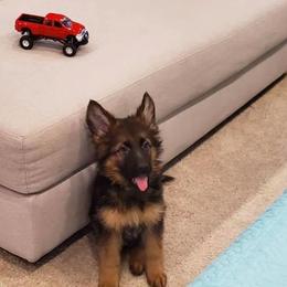 German Shepherd Puppies from Sisco Haus German Shepherds