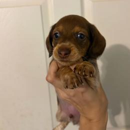 Loki - Chocolate and tan male Dachshund puppy in Conroe, Texas from R&M Dachshunds