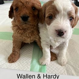 Cavapoo Puppies from Happy Home Cavapoos