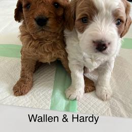 Cavapoo Puppies from Happy Home Cavapoos