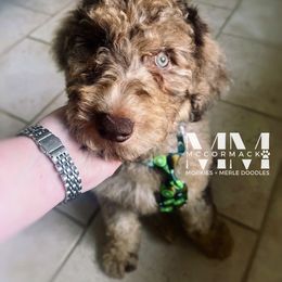 Double Doodle and Morkie Puppies from McCormack Morkies + Merle Doodles