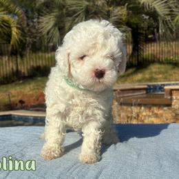 Girl 1 - female Cavapoo puppy in Austin, Texas from Lucy Lou’s Cavapoos