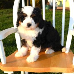 Zilly - Tri-color female Bernedoodle puppy in Clarinda, Iowa from Root and Branch Bernedoodles