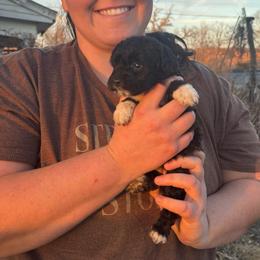 Marty - Black and white male Aussiedoodle puppy in Hopkins, Missouri from Mowry Creek Mini Aussiedoodles and More