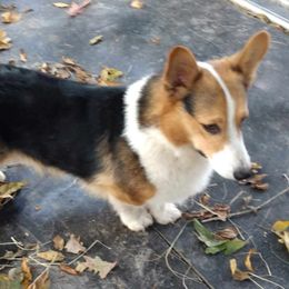 Rascal - Pembroke Welsh Corgi