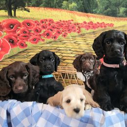 Cockapoo puppies from There's no place like home spaniels