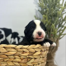Oreo - male Miniature Australian Shepherd puppy in Reidsville, North Carolina from Cherry Grove Kennel