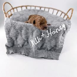 Tuck - Red  male Goldendoodle puppy in Jamestown, Kentucky from Milk & Honey Doodles