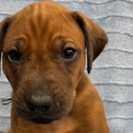 Rhodesian Ridgebacks from Copper Ridge Rhodesians