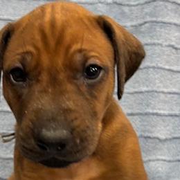 Rhodesian Ridgebacks from Copper Ridge Rhodesians