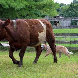 Australian Cattle Dog Puppies from Caliche Australian Cattle Dogs