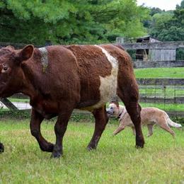 Australian Cattle Dog Puppies from Caliche Australian Cattle Dogs