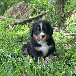 Flash - Black rust and white male Bernese Mountain Dog puppy in Dundee, Ohio from Steinhaus Dogs