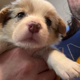 Dolly - Blue merle and white female American Corgi puppy in Orangevale, California from Corgis of the Heart