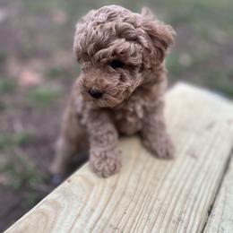 Cavapoo, Cockapoo, Goldendoodle, and Maltipoo Puppies from Perdue Puppies